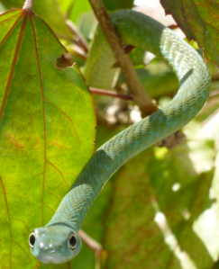 Even the snakes at my house are curious! (Image credit: Brad Kremer)